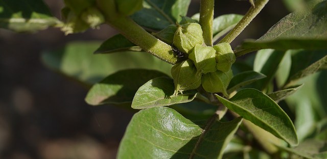 ashwagandha groeihormoon groei