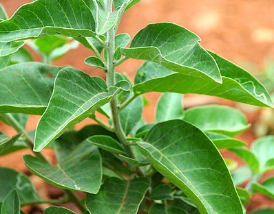 bijwerkingen ashwagandha